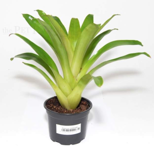 Vriesea var. CHRISTIANE